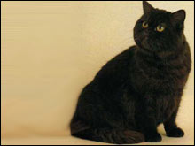 เอกซ์โซติคขนสั้น