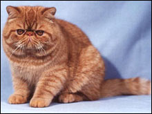 เอกซ์โซติคขนสั้น