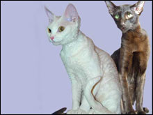 เดวอนเรกซ์