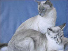 คัลเลอร์พอยท์