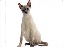 คัลเลอร์พอยท์