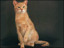 อะบีซิเนียน