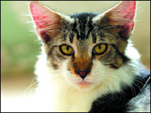 เมนคูน, Maine Coon, Main Coon