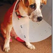 โรคสะบ้าเคลื่อนในสุนัข (Canine Patellar Luxation)