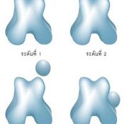 โรคสะบ้าเคลื่อนในสุนัข (Canine Patellar Luxation)