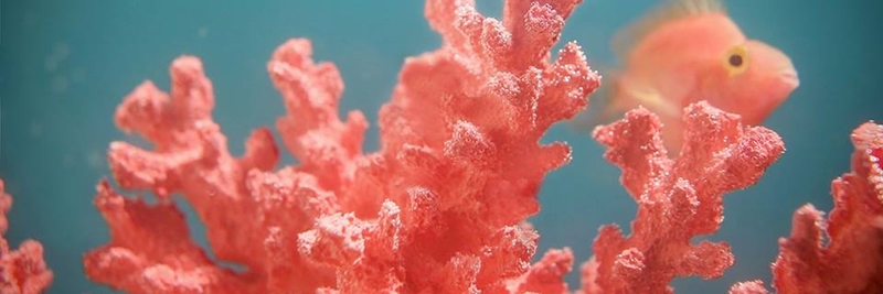 คุมโทน "Living Coral" หรือ "สีส้มปะการัง" เทรนด์สีแห่งปี 2019 ของ Pantone