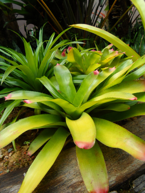 รีวิว "สวนชนบท" ในรีสอร์ทหรู จภูเก็ต