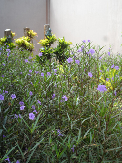 รีวิว "สวนชนบท" ในรีสอร์ทหรู จภูเก็ต