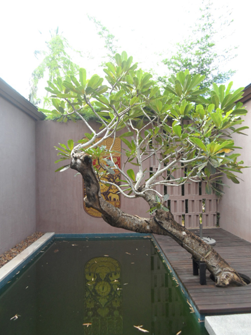 รีวิว "สวนชนบท" ในรีสอร์ทหรู จภูเก็ต