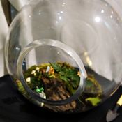 จัด "สวนขวดแก้ว" Terrarium ด้วยตัวเอง