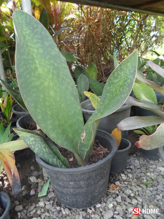 ต้นไม้สุด "อึด" เหมาะสำหรับผู้ที่ไม่ค่อยมีเวลาดูแล