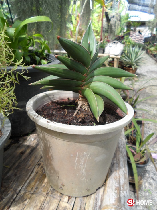 ต้นไม้สุด "อึด" เหมาะสำหรับผู้ที่ไม่ค่อยมีเวลาดูแล