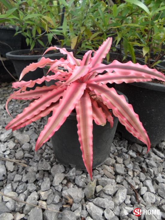 ต้นไม้สุด "อึด" เหมาะสำหรับผู้ที่ไม่ค่อยมีเวลาดูแล