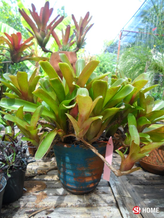 ต้นไม้สุด "อึด" เหมาะสำหรับผู้ที่ไม่ค่อยมีเวลาดูแล