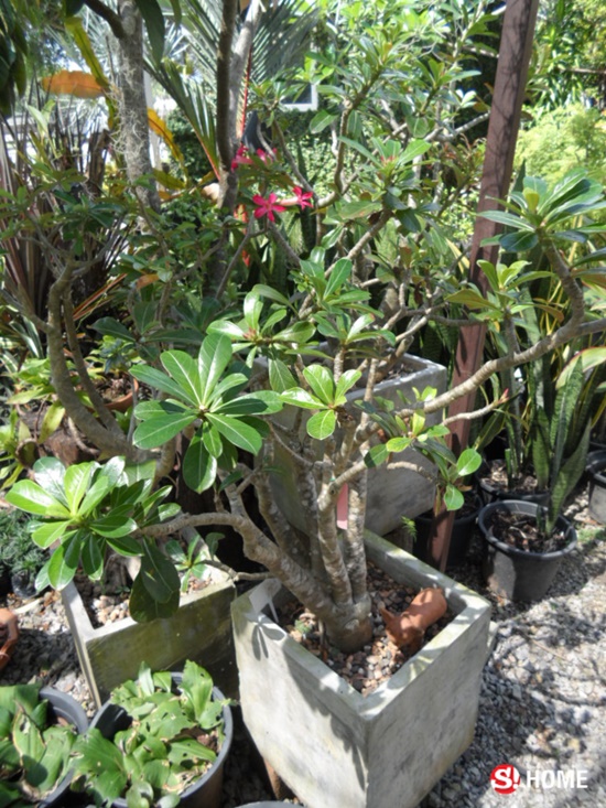 ต้นไม้สุด "อึด" เหมาะสำหรับผู้ที่ไม่ค่อยมีเวลาดูแล