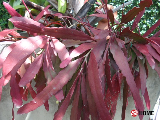 ต้นไม้สุด "อึด" เหมาะสำหรับผู้ที่ไม่ค่อยมีเวลาดูแล