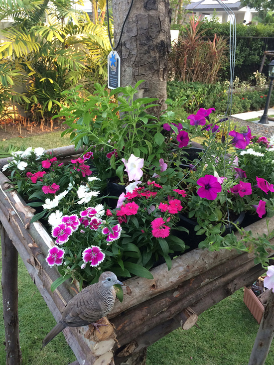 จัดสวนน้อยๆ ด้วยงบ 250 บาท