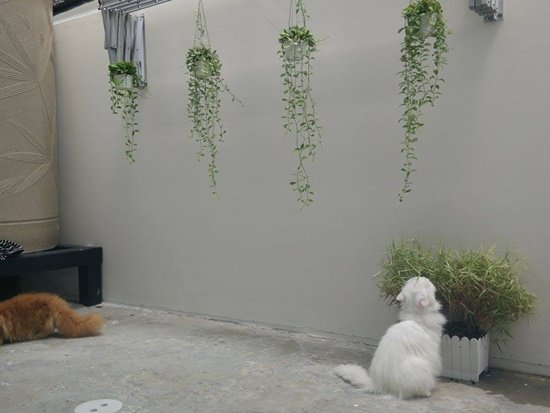 แต่งสวนหน้าบ้าน หลังบ้าน งบไม่เกิน 3 หมื่นบาท