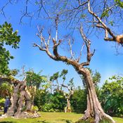“สวนดึกดำบรรพ์” ป่ากลางเมือง มูลค่า 10 ล้านของวิกรม กรมดิษฐ์