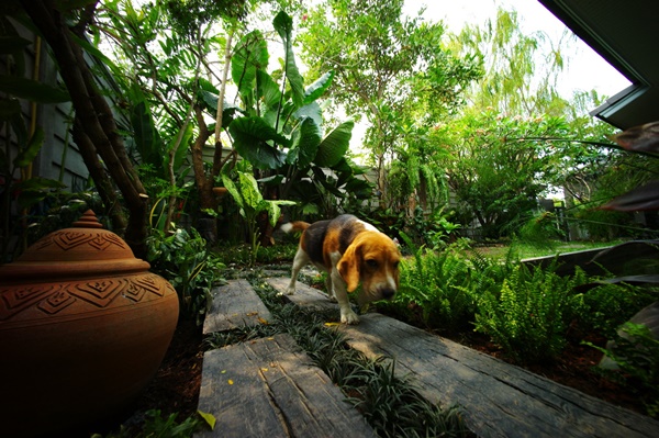 สวนกระจิ๊ดริด กับ งบจิ๊บๆ ที่ไม่ต้องออกแบบและทำเอง