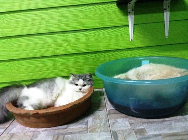 DIY ที่นอนเย็น ให้น้องแมวกันดีกว่า