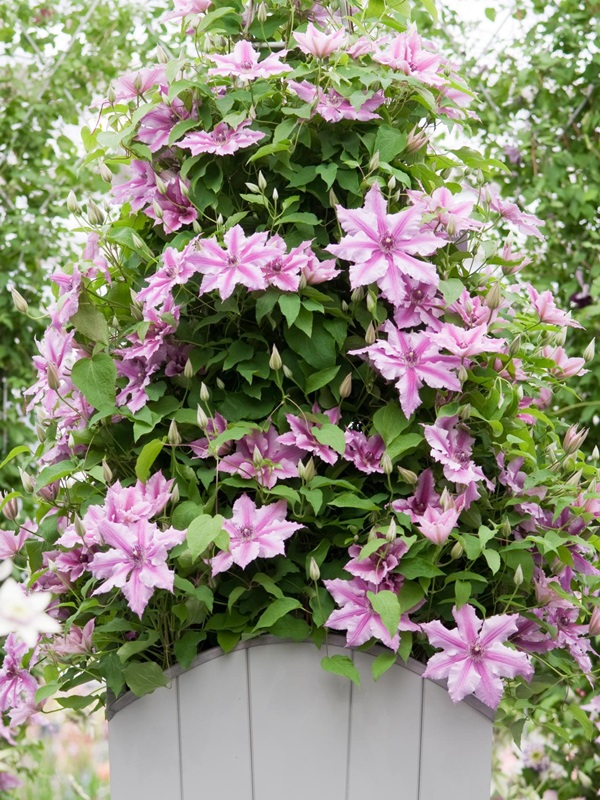 15 ไอเดีย “จัดสวนคอนโด” สดชื่น ร่มรื่นในพื้นที่จิ๋ว