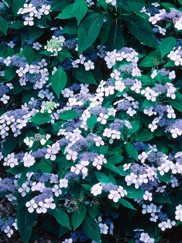 15 ไอเดีย “จัดสวนคอนโด” สดชื่น ร่มรื่นในพื้นที่จิ๋ว