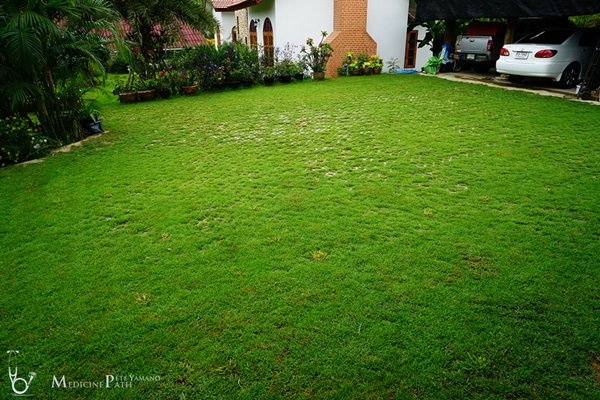 พาชมบ้านนอกและสวนของผม ในยามฝนแล้ง