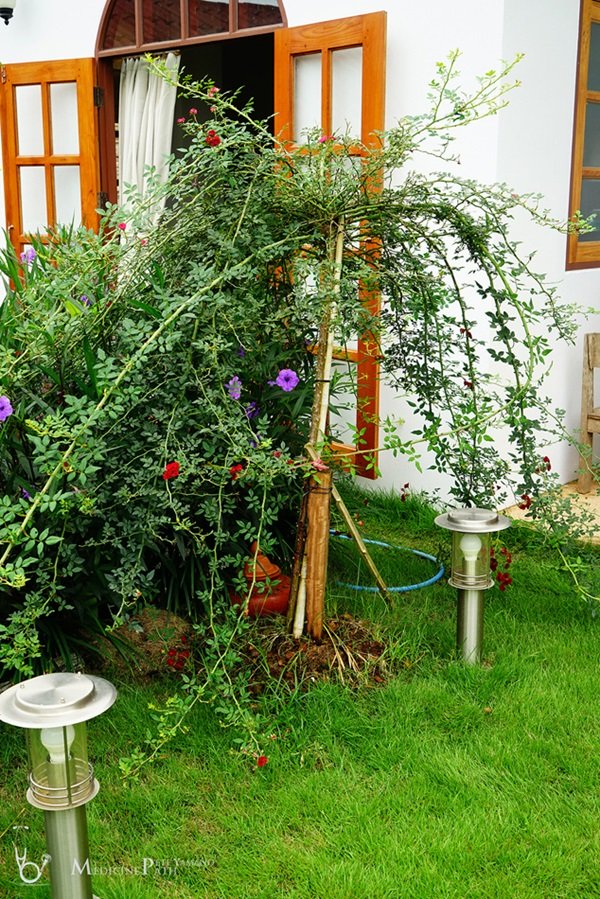 พาชมบ้านนอกและสวนของผม ในยามฝนแล้ง