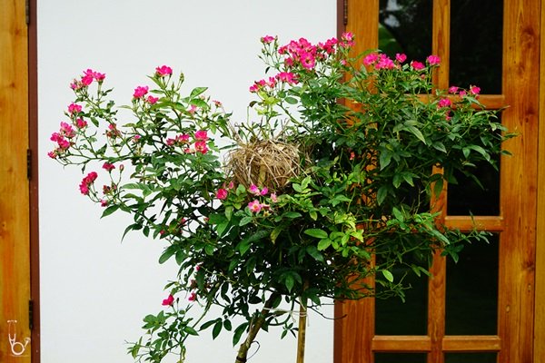 พาชมบ้านนอกและสวนของผม ในยามฝนแล้ง