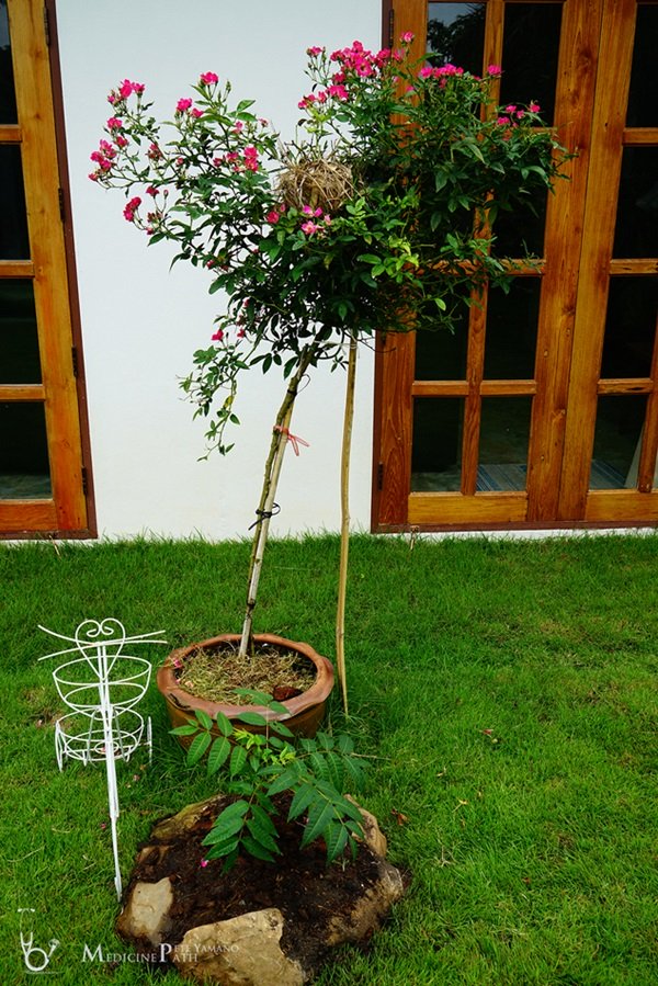 พาชมบ้านนอกและสวนของผม ในยามฝนแล้ง