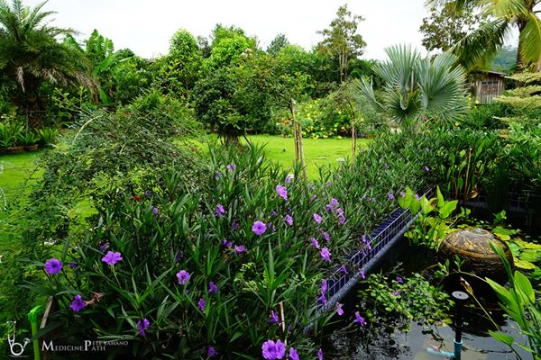 พาชมบ้านนอกและสวนของผม ในยามฝนแล้ง