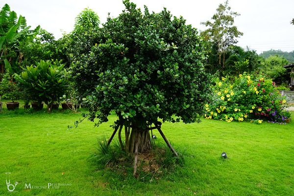 พาชมบ้านนอกและสวนของผม ในยามฝนแล้ง