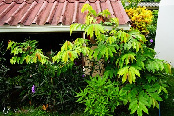 พาชมบ้านนอกและสวนของผม ในยามฝนแล้ง