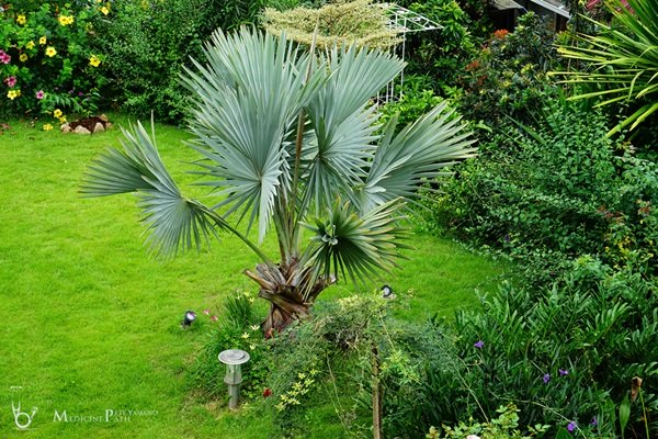 พาชมบ้านนอกและสวนของผม ในยามฝนแล้ง