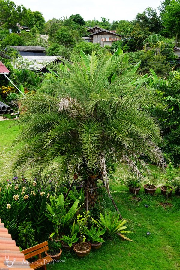 พาชมบ้านนอกและสวนของผม ในยามฝนแล้ง