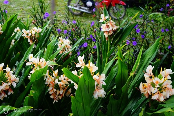 พาชมบ้านนอกและสวนของผม ในยามฝนแล้ง