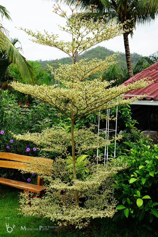 พาชมบ้านนอกและสวนของผม ในยามฝนแล้ง