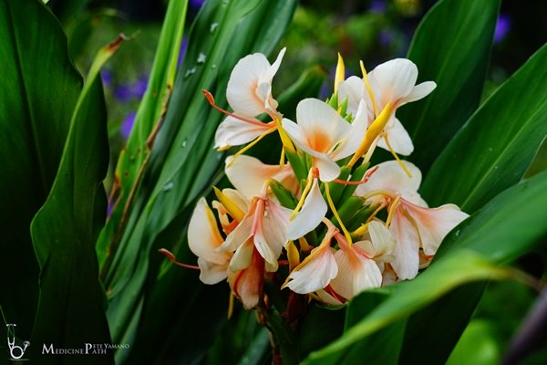 พาชมบ้านนอกและสวนของผม ในยามฝนแล้ง