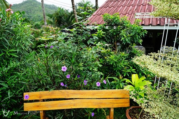 พาชมบ้านนอกและสวนของผม ในยามฝนแล้ง