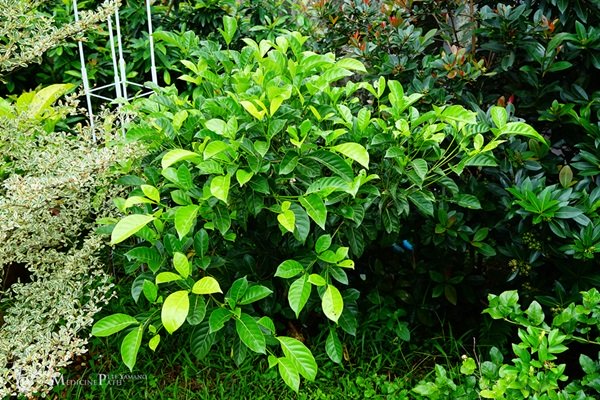 พาชมบ้านนอกและสวนของผม ในยามฝนแล้ง