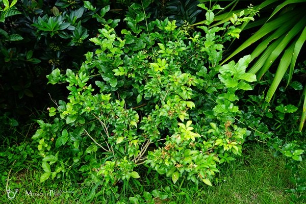 พาชมบ้านนอกและสวนของผม ในยามฝนแล้ง