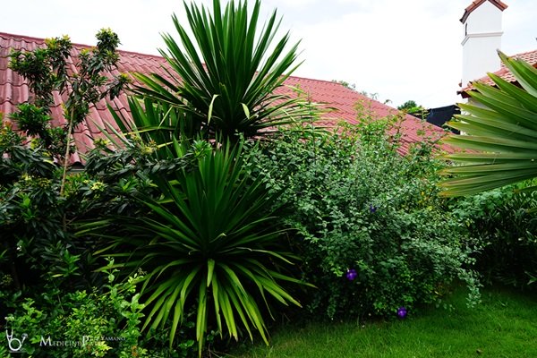 พาชมบ้านนอกและสวนของผม ในยามฝนแล้ง