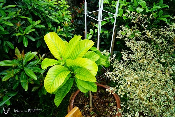 พาชมบ้านนอกและสวนของผม ในยามฝนแล้ง