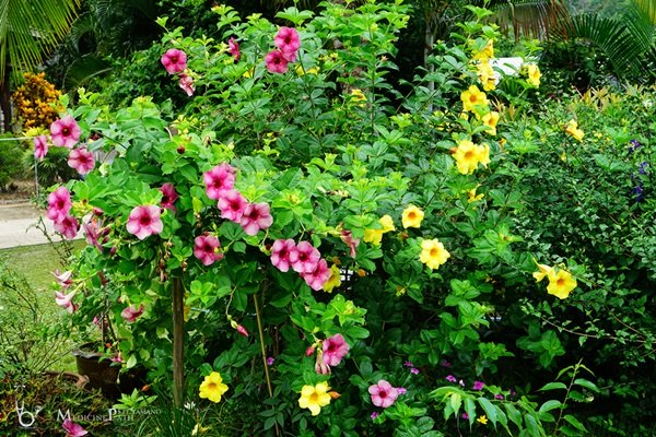 พาชมบ้านนอกและสวนของผม ในยามฝนแล้ง