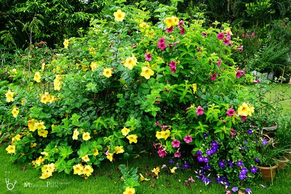 พาชมบ้านนอกและสวนของผม ในยามฝนแล้ง