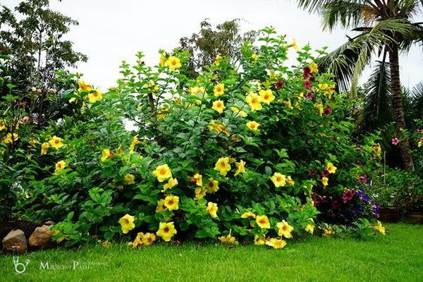 พาชมบ้านนอกและสวนของผม ในยามฝนแล้ง