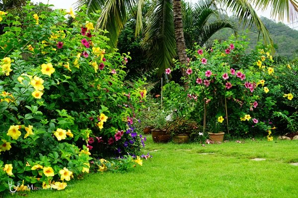 พาชมบ้านนอกและสวนของผม ในยามฝนแล้ง