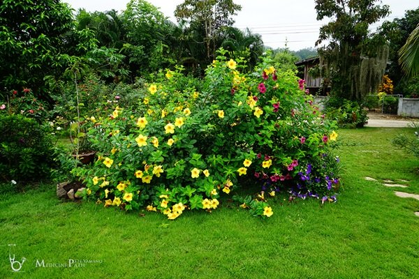 พาชมบ้านนอกและสวนของผม ในยามฝนแล้ง