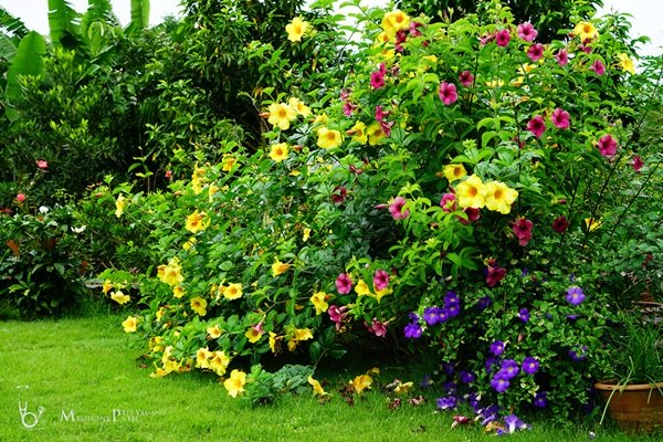 พาชมบ้านนอกและสวนของผม ในยามฝนแล้ง